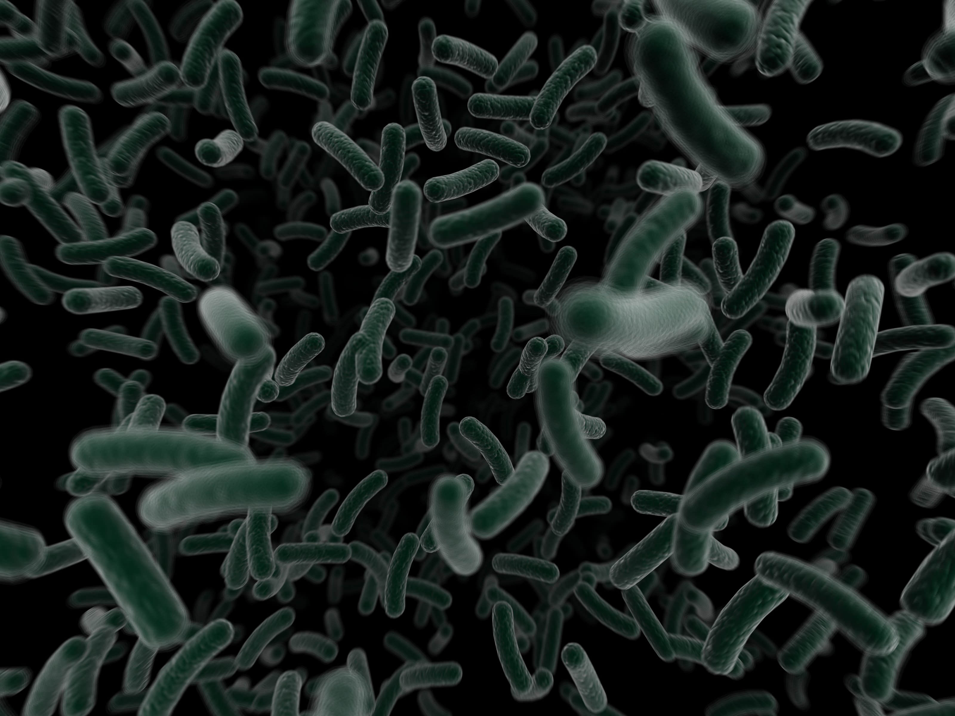 Чем можно объяснить широкое распространение бактерий